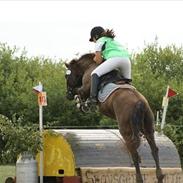 Welsh Pony af Cob-type (sec C) Calypso