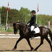 Welsh Pony af Cob-type (sec C) Calypso