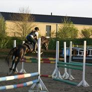 Welsh Pony af Cob-type (sec C) Calypso