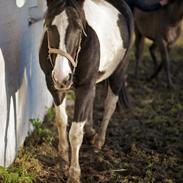 Anden særlig race Bella Donna