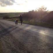 Dansk Miniature Prins Totoro