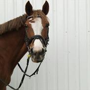 Welsh Pony (sec B) Bjirmen´s Nynke