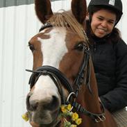 Welsh Pony (sec B) Bjirmen´s Nynke