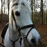 Arabisk fuldblod (OX) Zasha