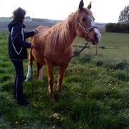 Arabisk fuldblod (OX) Abalone OX 703