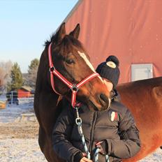 Norsk Sportspony Electric Crescendo (Cresco)[tidl. lånepony]