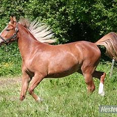 Anden særlig race Isabella