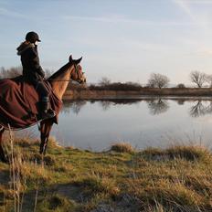 Dansk Varmblod Alicia