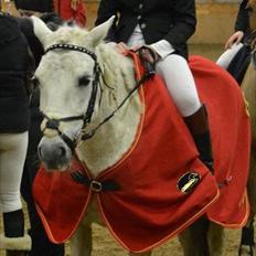 Anden særlig race A-Flying Princess SOLGT