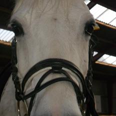 Anden særlig race Cedric Vasseur