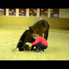 Pinto Mørkbak's Keswich *Den bedste* (':