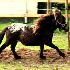 Dansk Miniature Twilight
