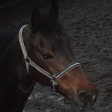 New Forest Nyskovens Antares