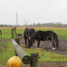 New Forest Elmholts Samba