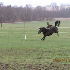 New Forest Elmholts Samba