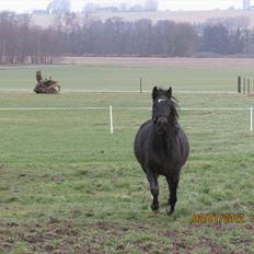 New Forest Elmholts Samba