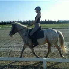 Anden særlig race Ofelia *Rideskolehest*