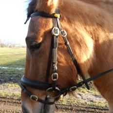 Anden særlig race B.S