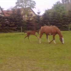 Dansk Varmblod magic night