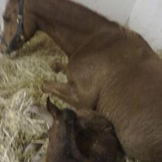 Dansk Varmblod magic night