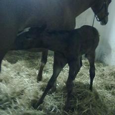 Dansk Varmblod magic night