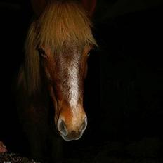 Islænder Røskva »Fortid, ikke fremtid.