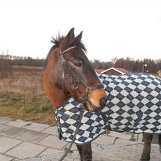 Anden særlig race Sheik<3 (solgt)