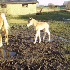 Haflinger Alf Lindegaard solgt