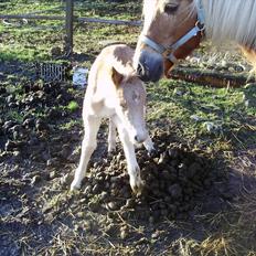 Haflinger Alf Lindegaard solgt