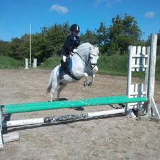 Welsh Pony (sec B) Ginie<3