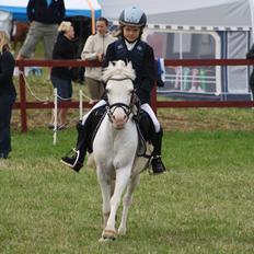 Welsh Pony (sec B) Ginie<3