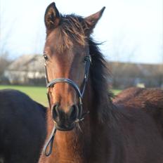 Dansk Varmblod Lobelia