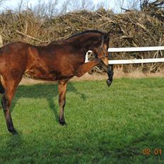 Dansk Varmblod Lobelia