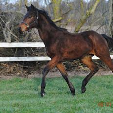 Dansk Varmblod Lobelia