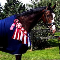 Dansk Varmblod Grønskovlund's Monet ( Call me happy ) Solgt til c