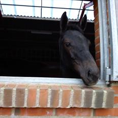 Dansk Varmblod Queen of cool lady BS