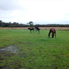 Dansk Varmblod Queen of cool lady BS