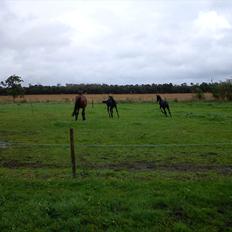 Dansk Varmblod Queen of cool lady BS