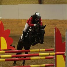 Hollandsk Sportspony SHAKIRA