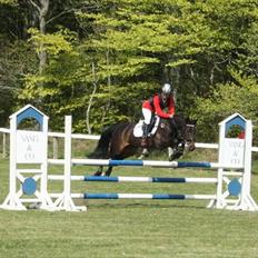 Hollandsk Sportspony SHAKIRA