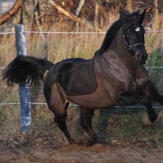 Oldenborg Luna | Hoppebolden |