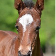 Mangalarga Marchador Girada vom Cassenshof