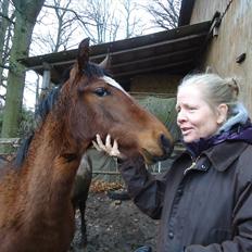 Mangalarga Marchador Girada vom Cassenshof