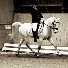 Irsk Sportspony Mikado <3 *Savnet* :'(