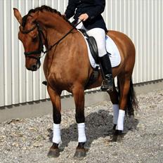 Anden særlig race Yohanna 