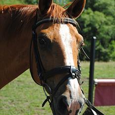 Dansk Varmblod Der Tangent Attrup R.I.P