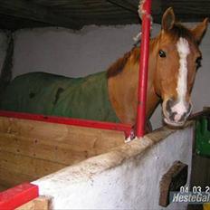 Dansk Varmblod Der Tangent Attrup R.I.P