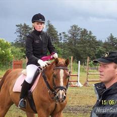 Dansk Varmblod Der Tangent Attrup R.I.P