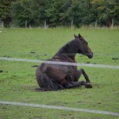 Dansk Varmblod Cacandra gold