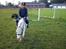 Welsh Pony (sec B) Ginie<3